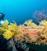 dive_corals-1